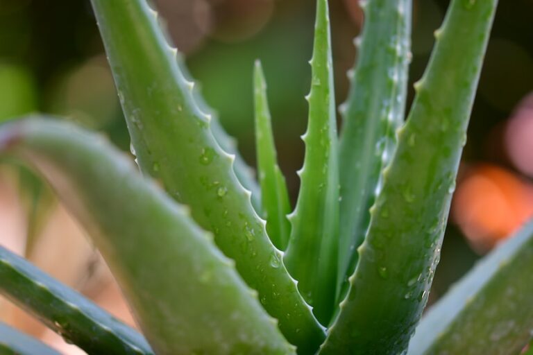 Leaving Aloe Vera on Hair Overnight: Benefits, Safety, and Best Practices
