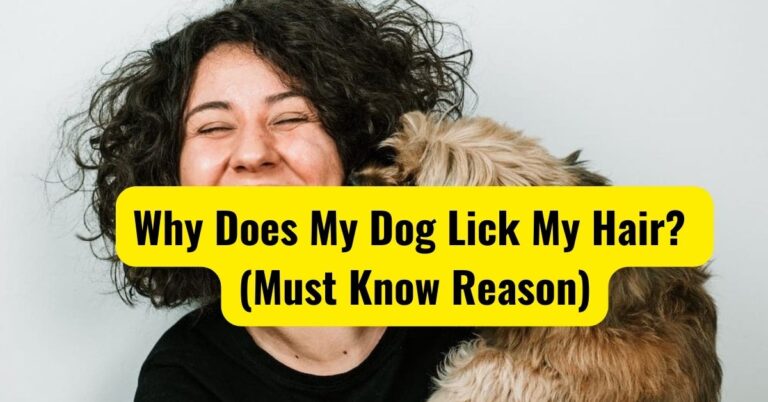 Why Does My Dog Lick My Hair? (Must Know)