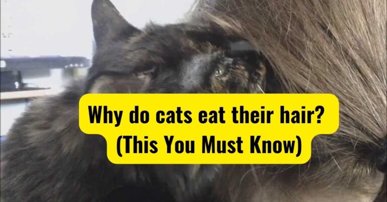 Why do Cats Eat Their Hair? (This You Must Know)