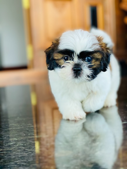 Why is My Shih Tzu’s Hair Not Fluffy?