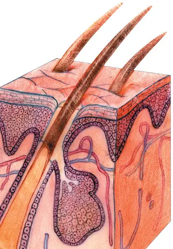 Why do multiple hairs grow from the same follicle